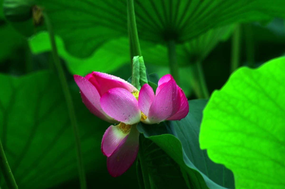 2023 —— 雨中的荷花