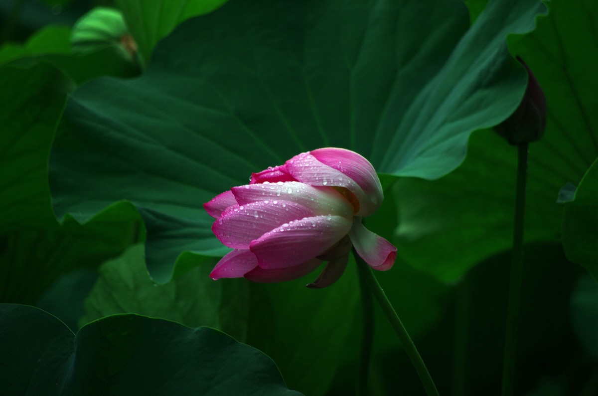 2023 —— 雨中的荷花