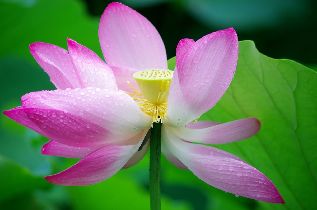 2023 —— 雨中的荷花