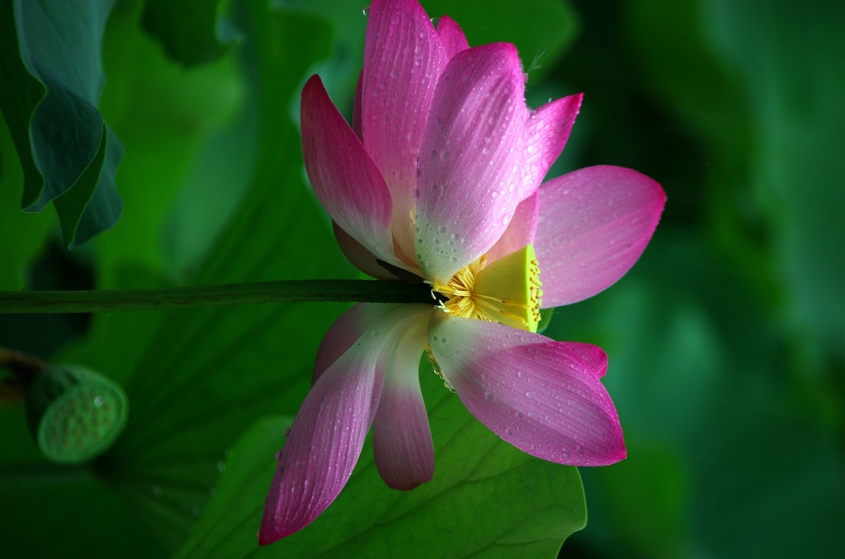 2023 —— 雨中的荷花