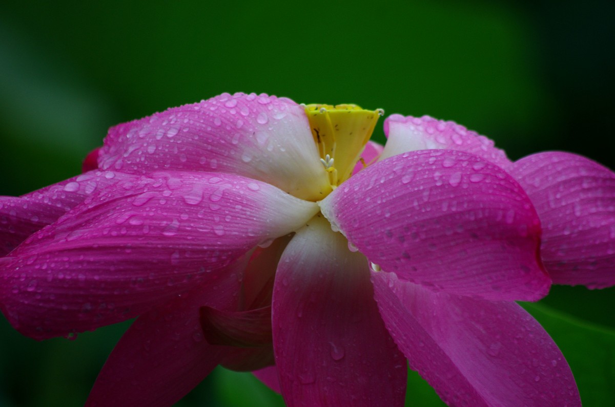 2023 —— 雨中的荷花