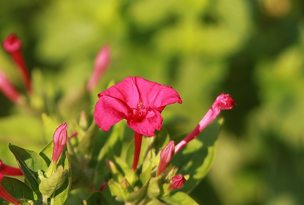 关东百花园（343）——紫茉莉