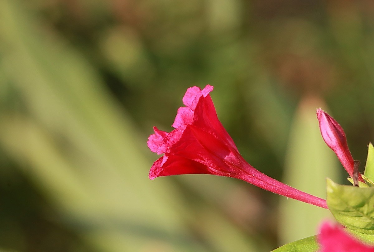关东百花园（343）——紫茉莉