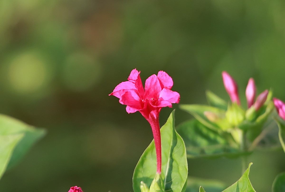 关东百花园（343）——紫茉莉