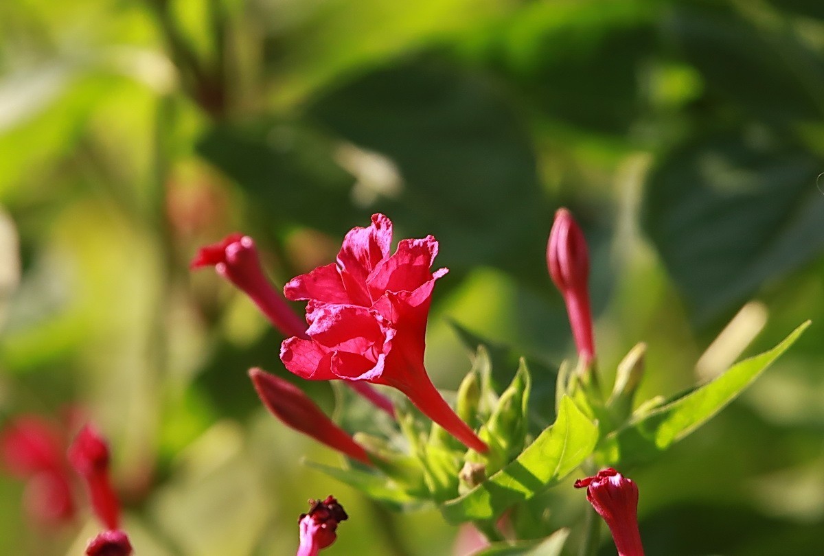 关东百花园（343）——紫茉莉