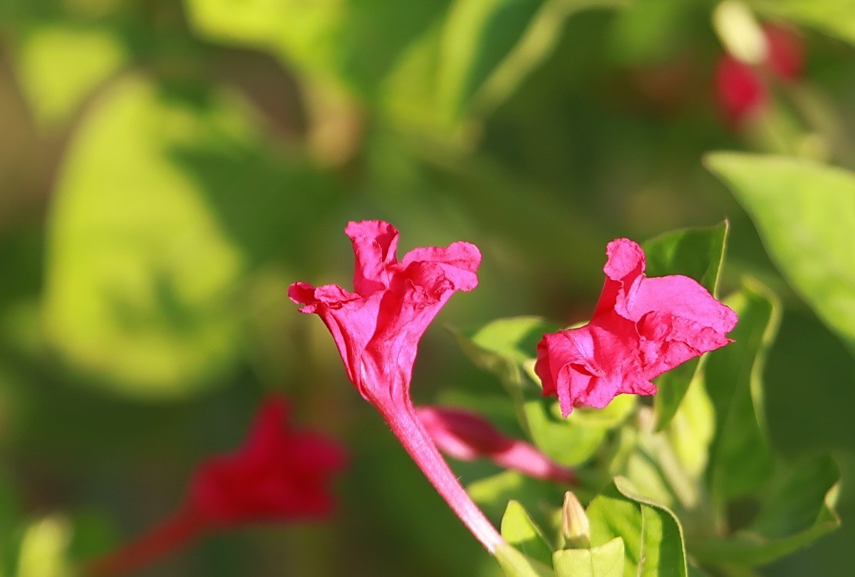 关东百花园（343）——紫茉莉