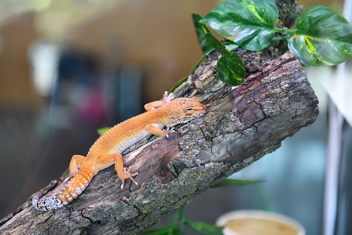 2023太原植物园的蜥蜴