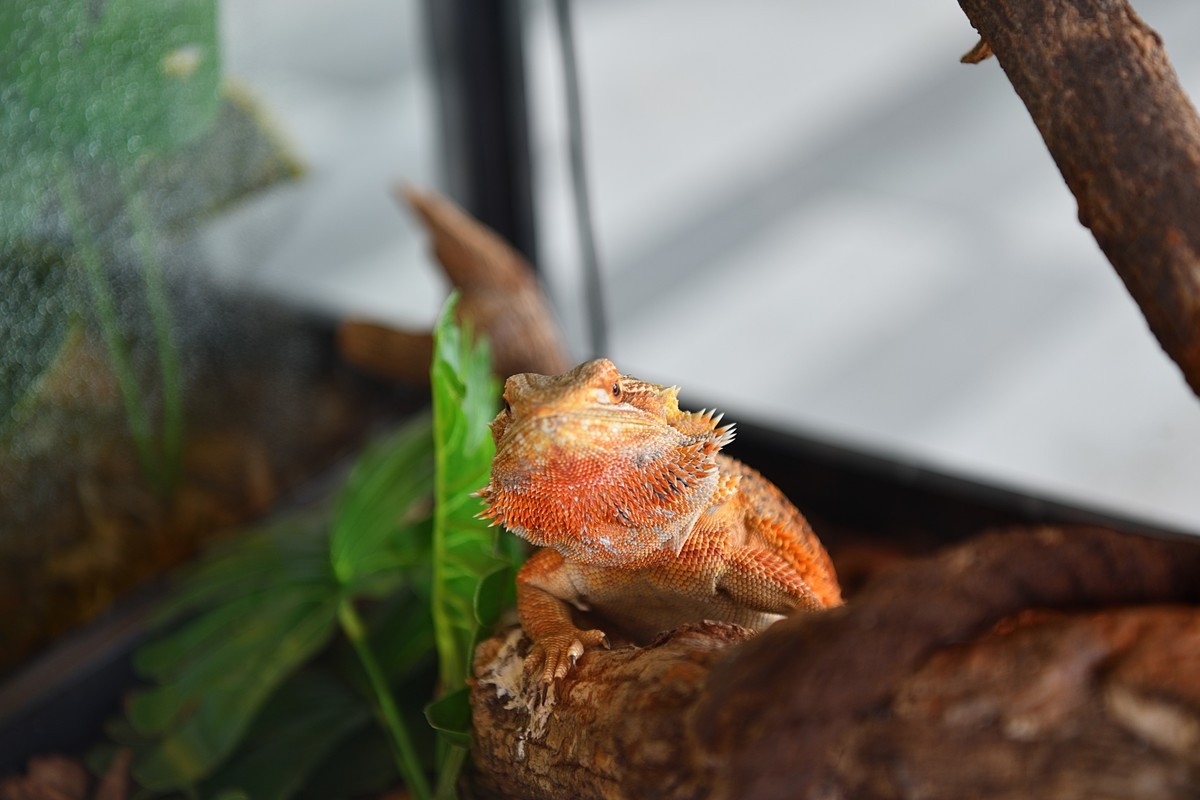 2023太原植物园的蜥蜴