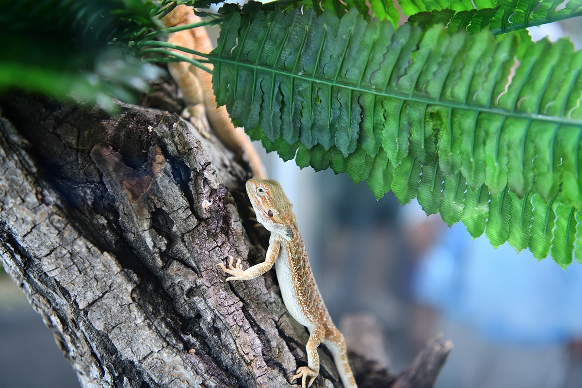 2023太原植物园的蜥蜴