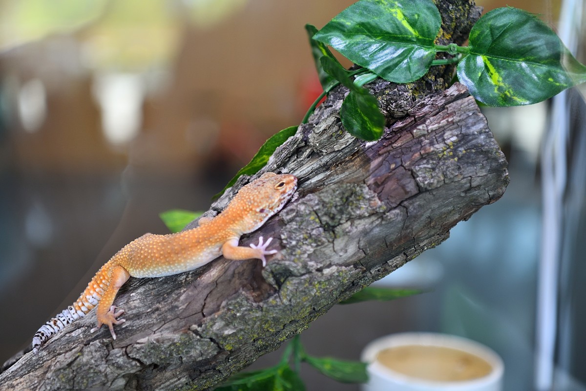 2023太原植物园的蜥蜴