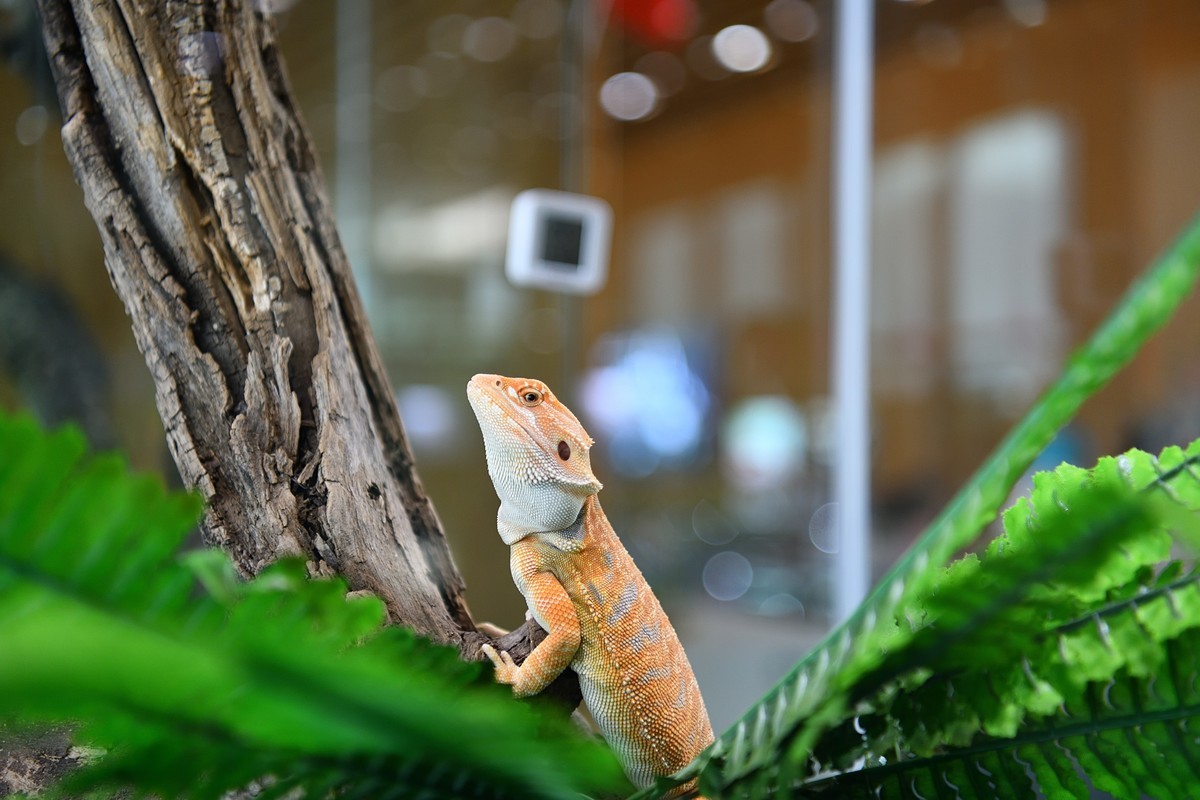 2023太原植物园的蜥蜴