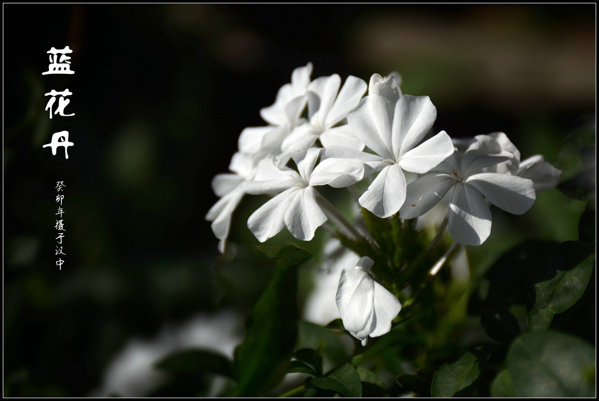 蓝花丹（2023229）