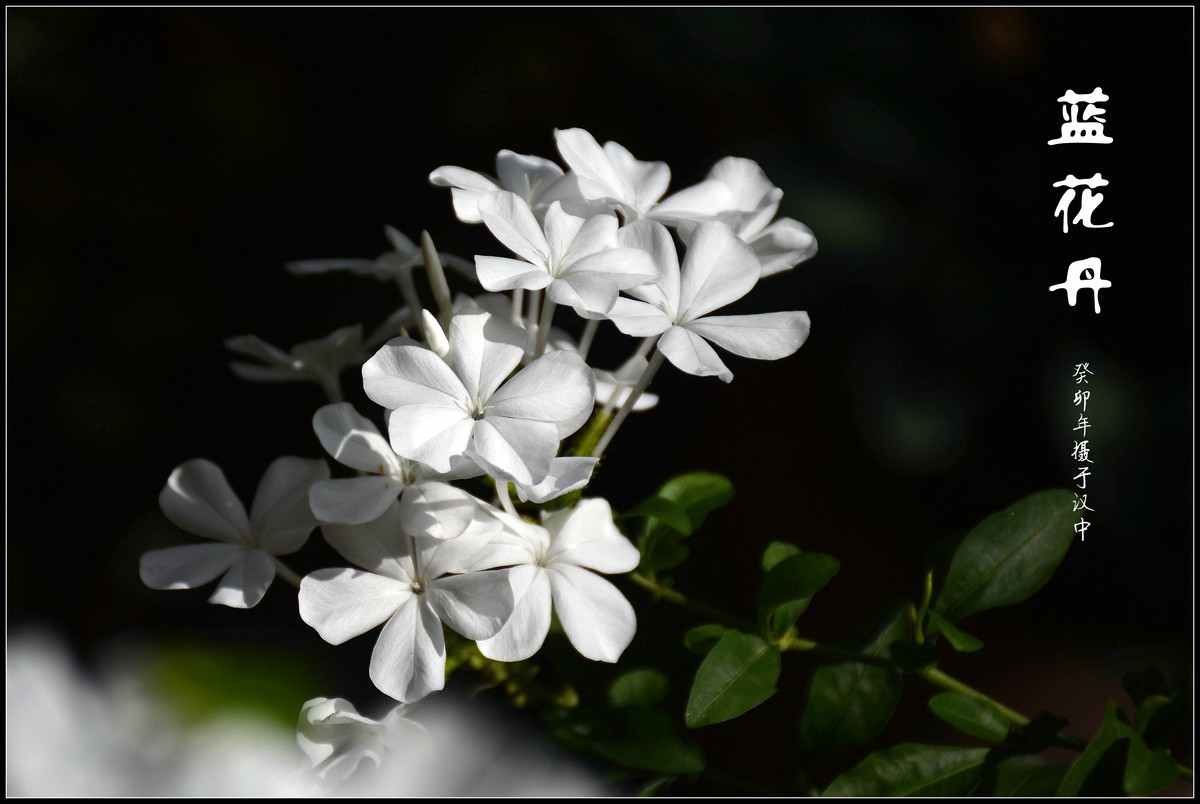 蓝花丹（2023229）