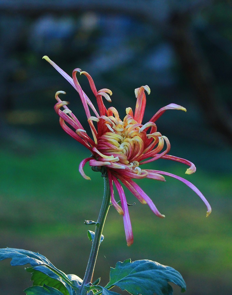 搜索风景图片 花草图片