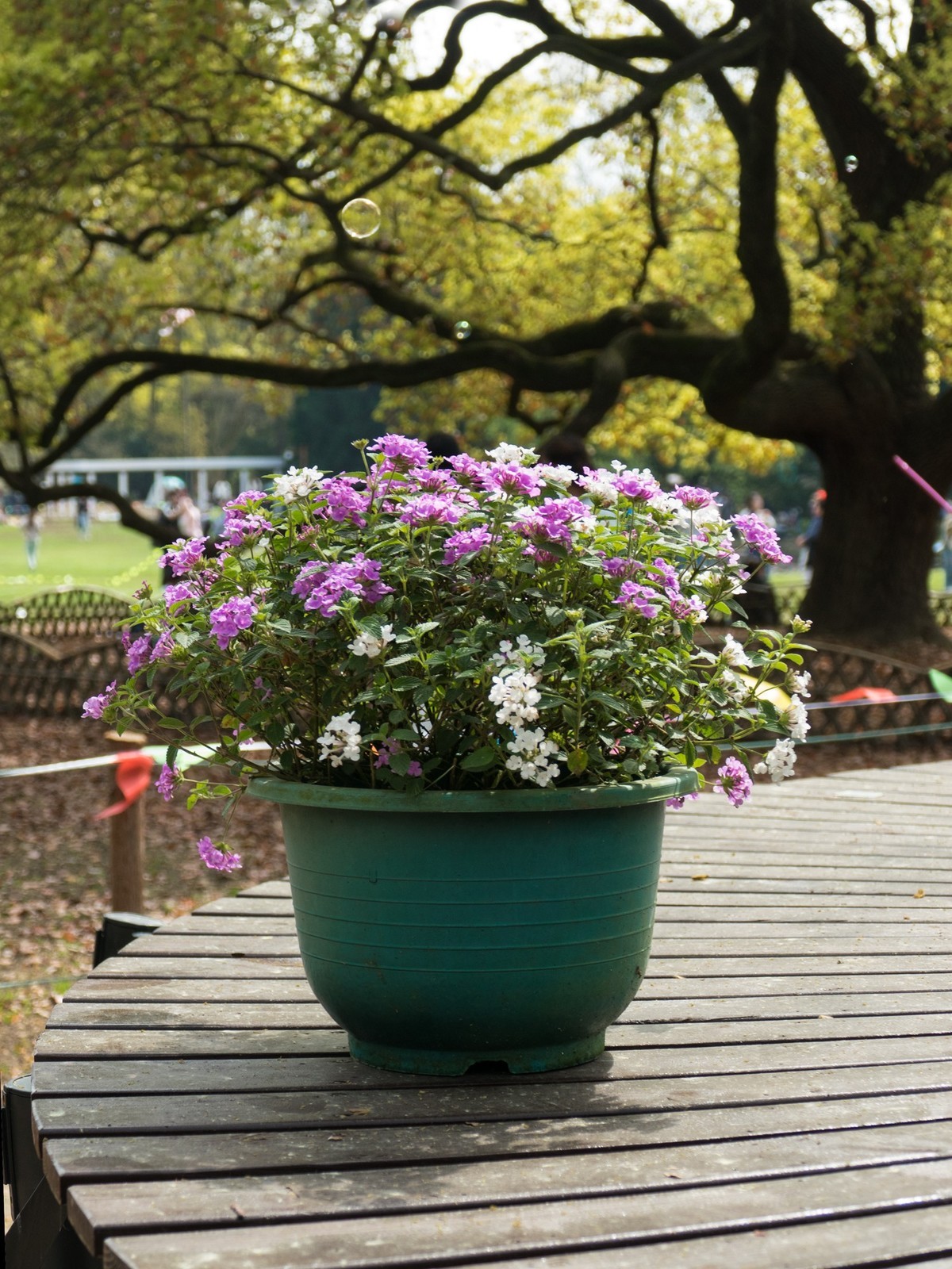 第二十三届都市森林百花展（2）