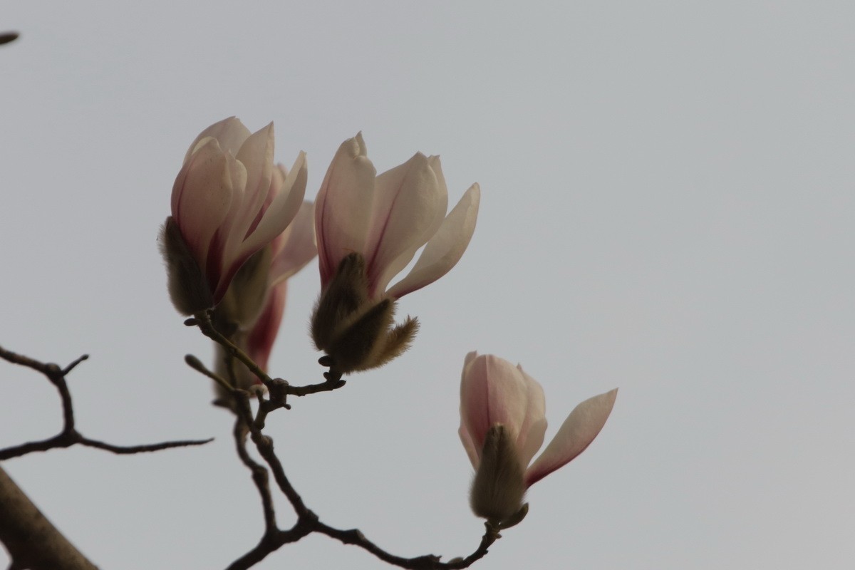 关东百花园(353)——望春玉兰