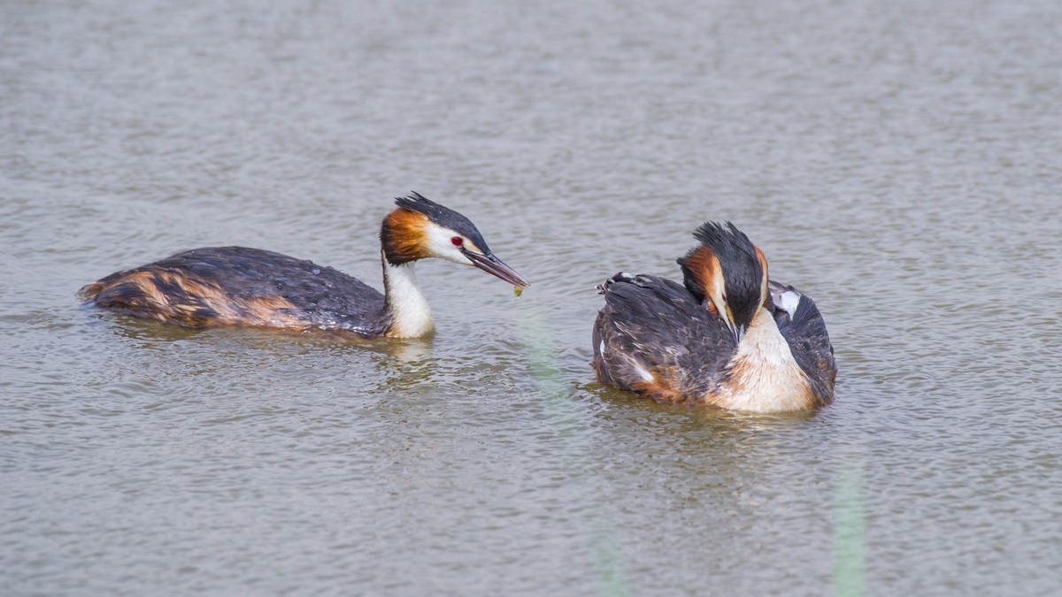育 雏 期 的 PI TI （ 三 ）
