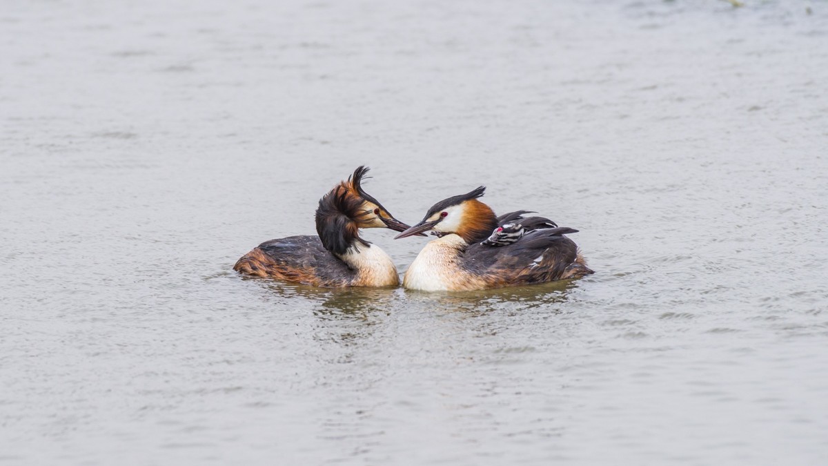 育 雏 期 的 PI TI （ 三 ）