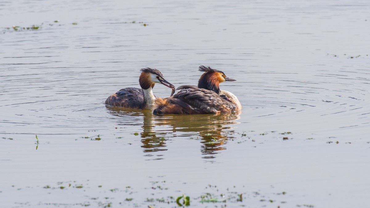 育 雏 期 的 PI TI （ 三 ）