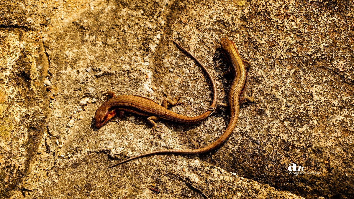 三月下江南——楠溪江三个古镇（15）