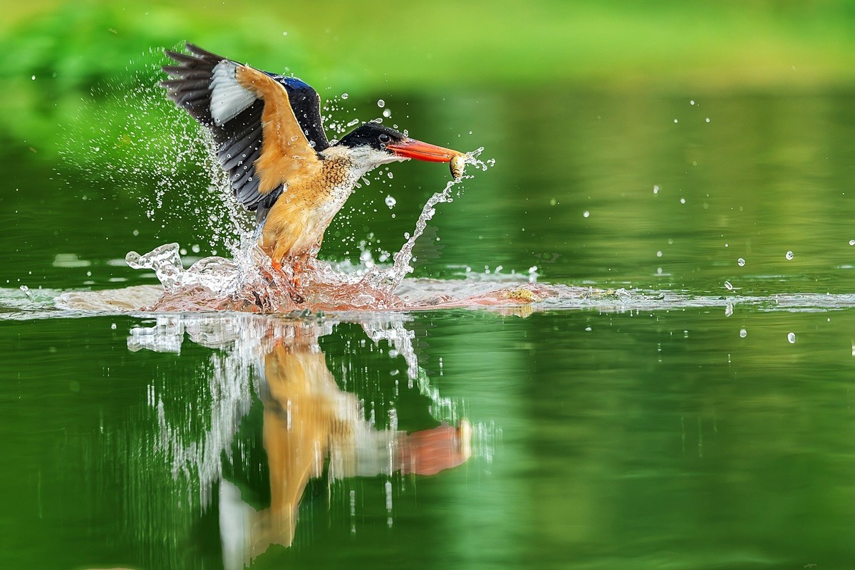 捕鱼小能手-蓝翡翠