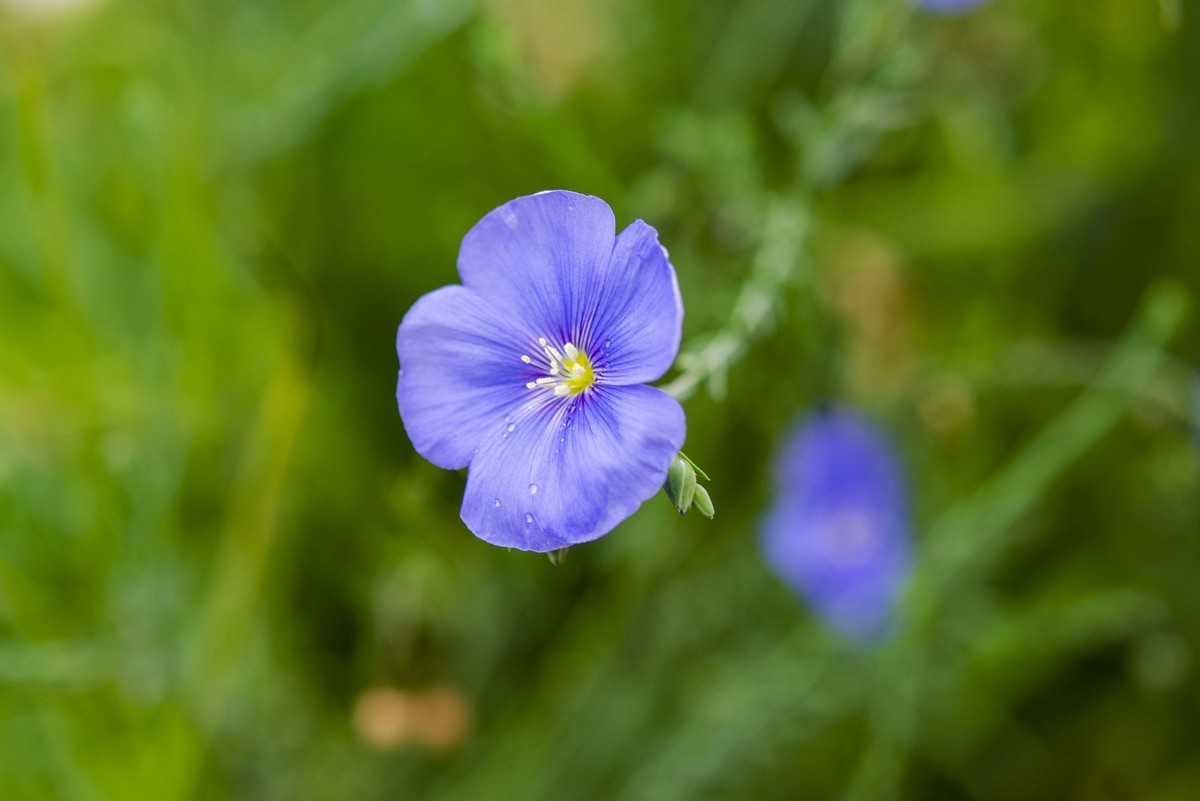 蓝亚麻花