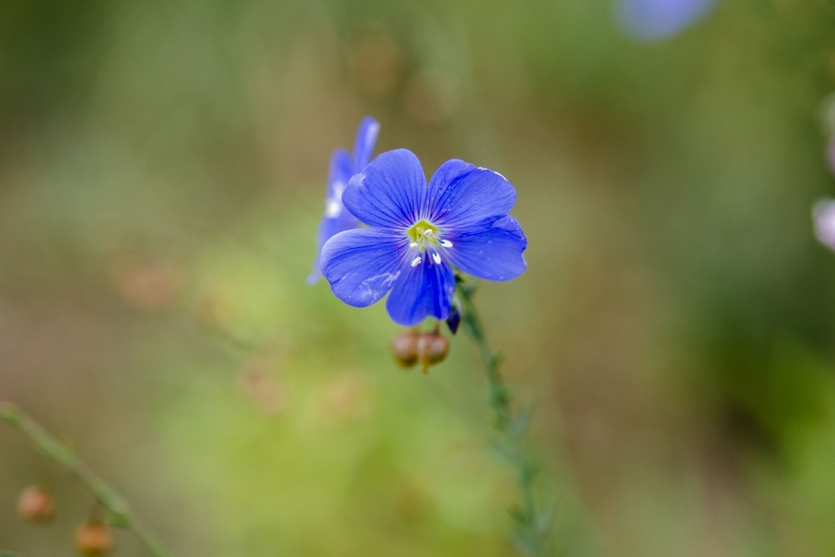 蓝亚麻花