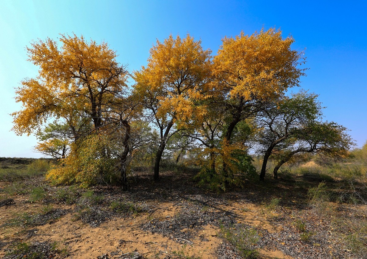 我只是把出去看到的随手记录下来（四十三）