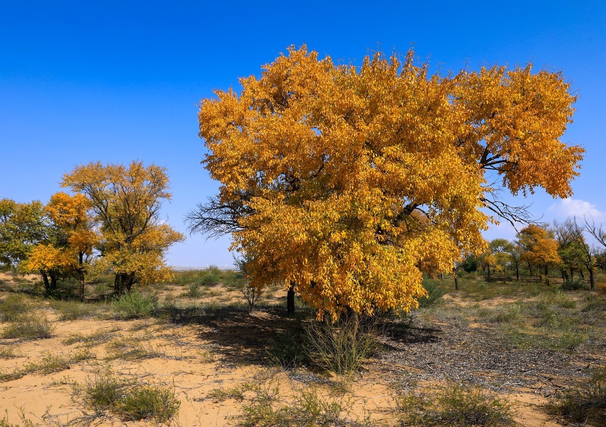 我只是把出去看到的随手记录下来（四十三）