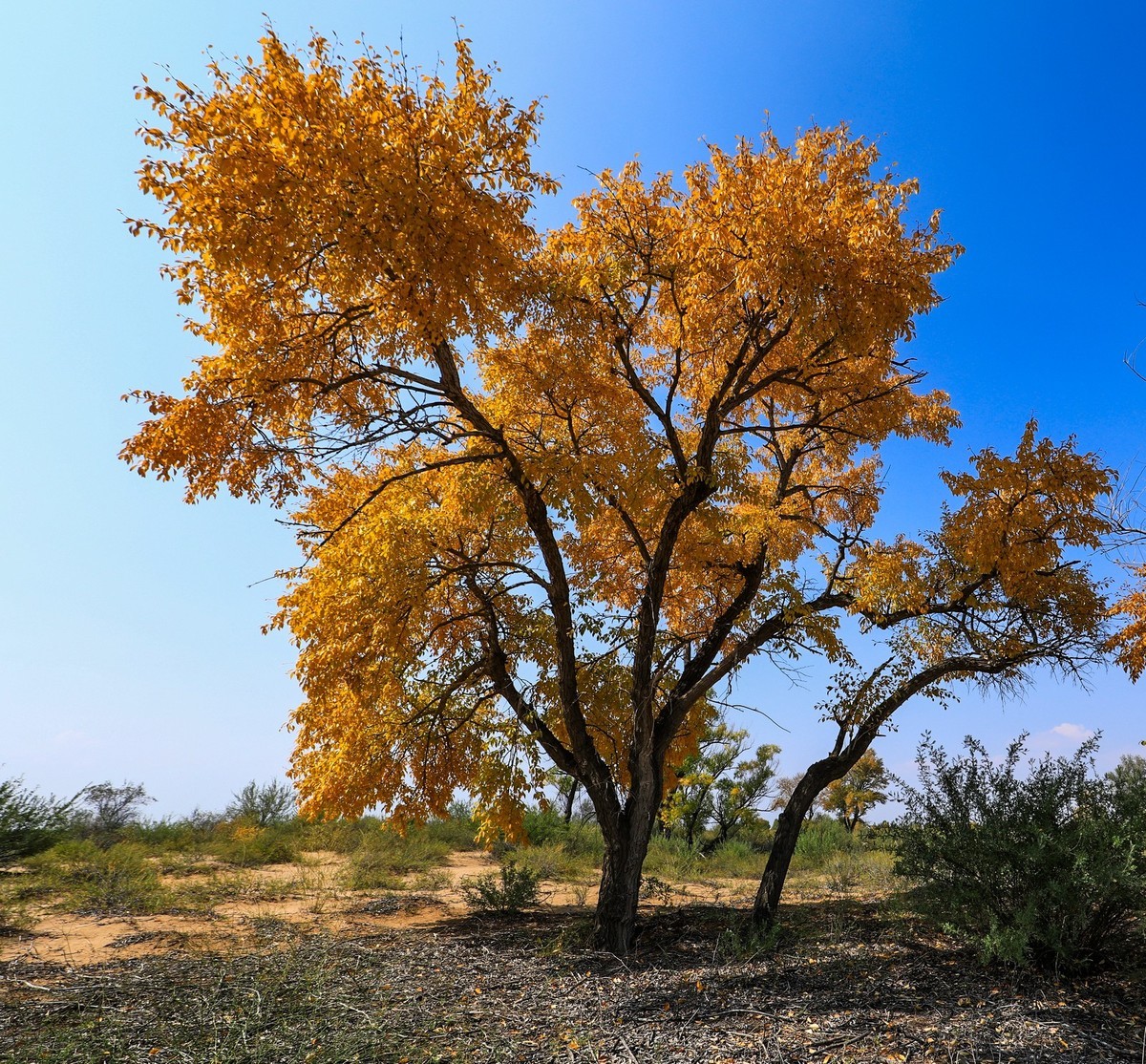 我只是把出去看到的随手记录下来（四十三）