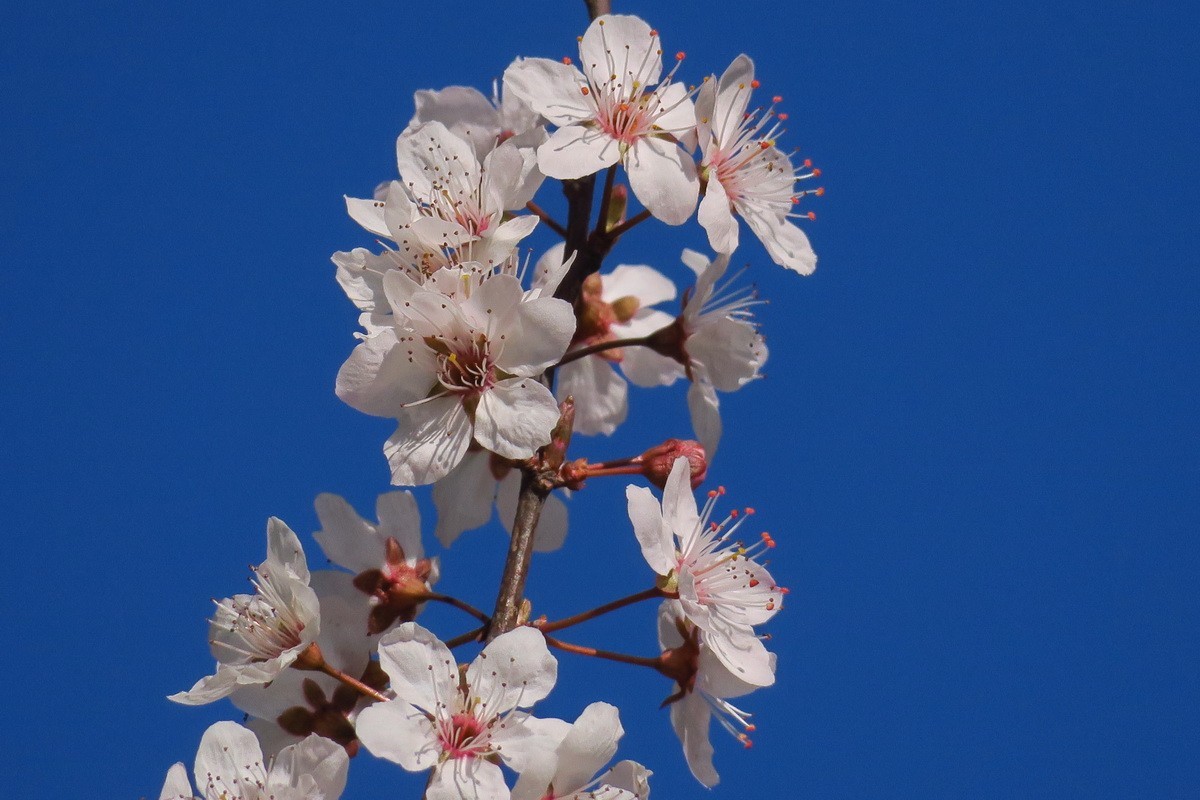 紫叶李——（1）