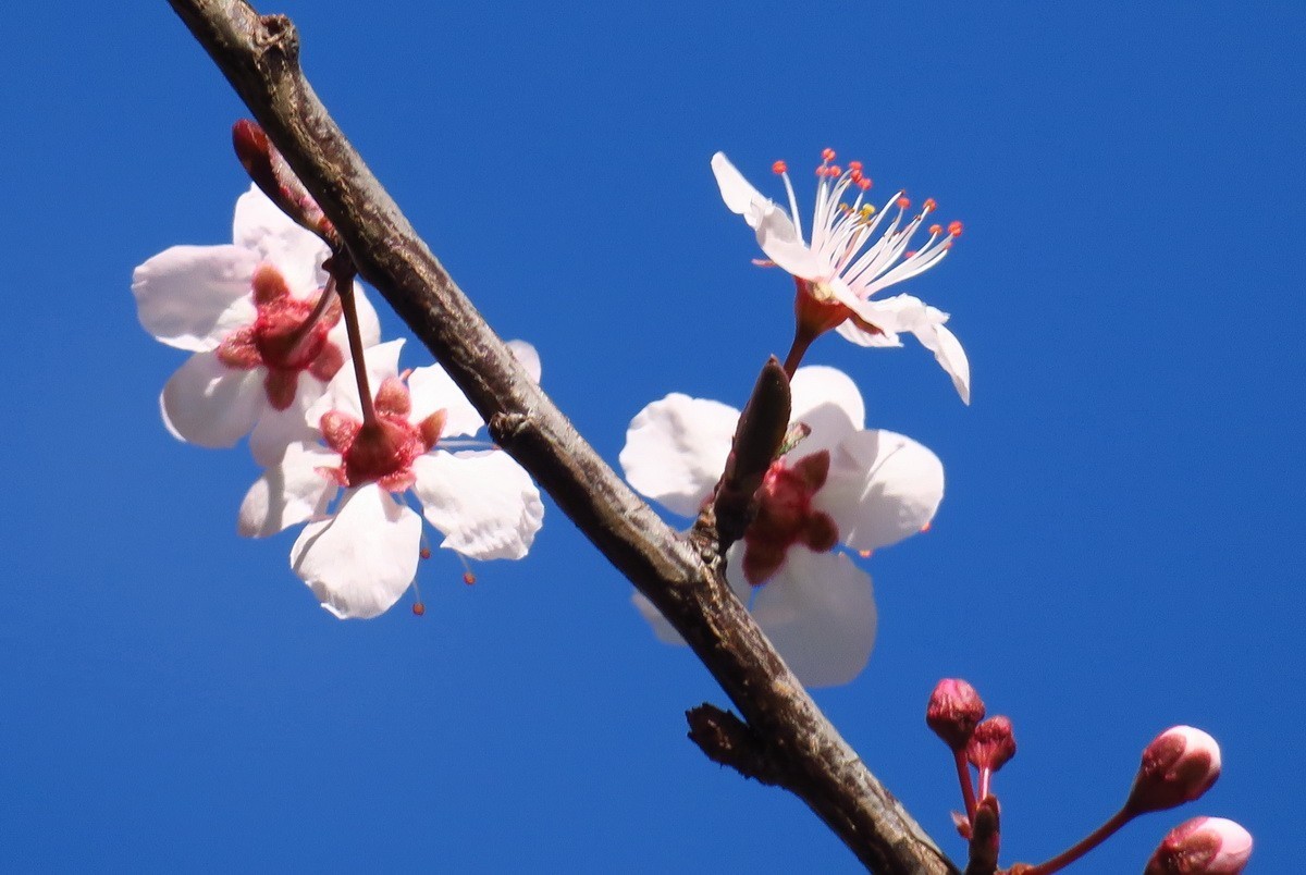 紫叶李——（1）