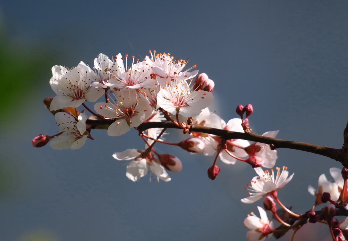 紫叶李——（1）