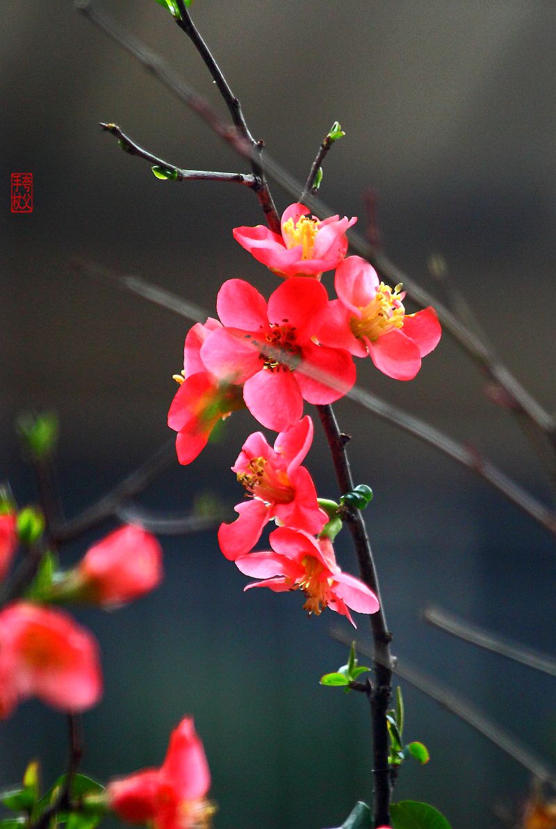 木瓜花（八）