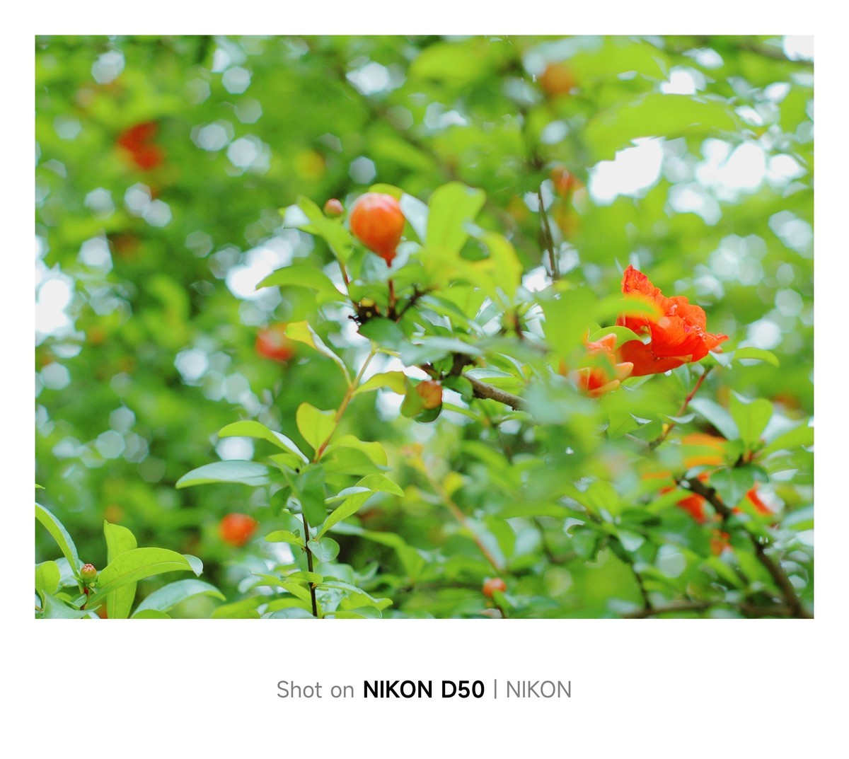 石榴花开红彤彤