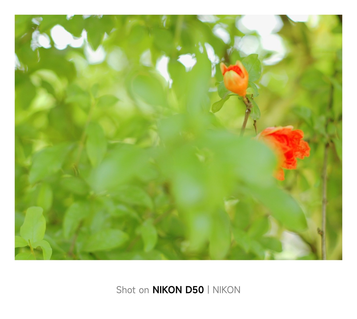 石榴花开红彤彤