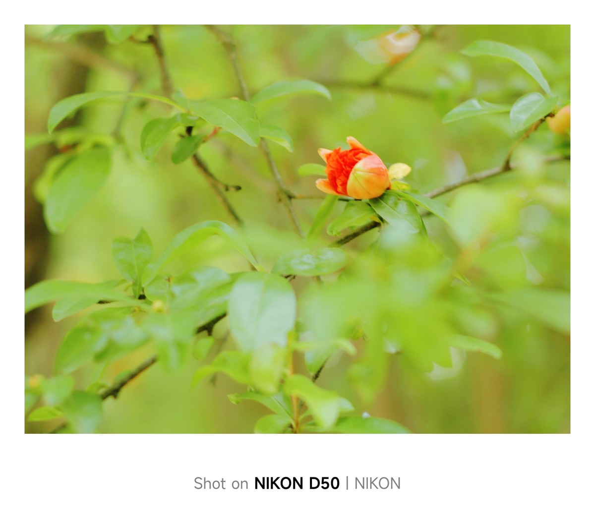 石榴花开红彤彤