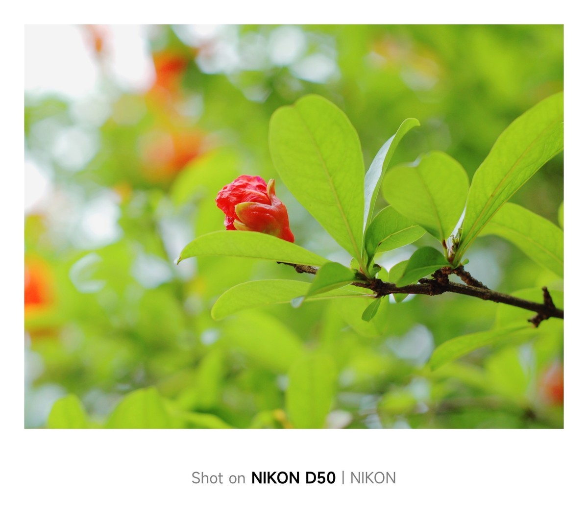 石榴花开红彤彤