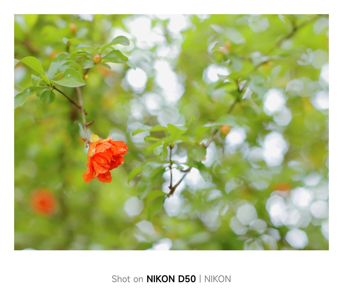 石榴花开红彤彤