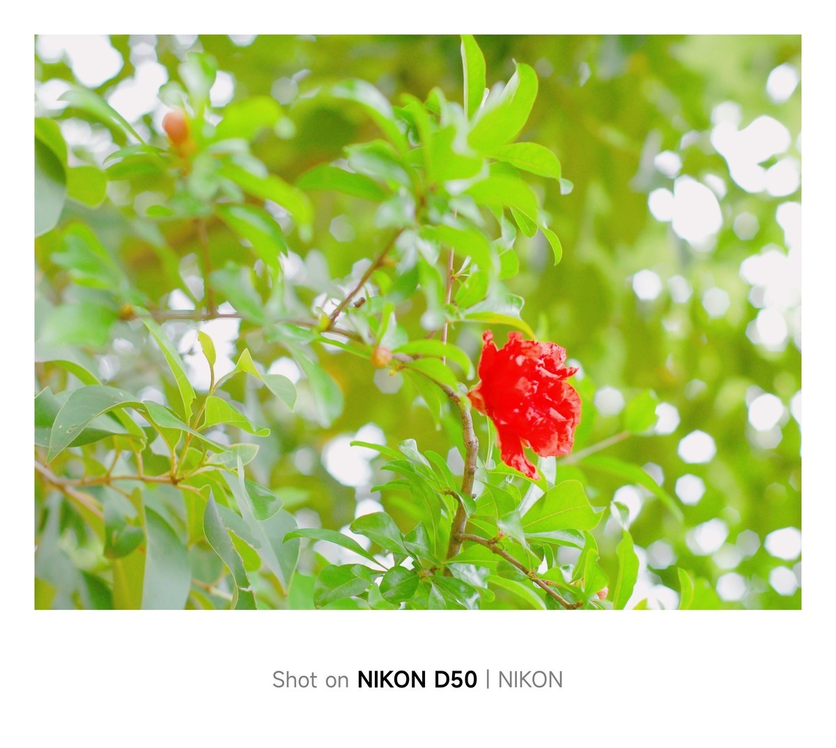 石榴花开红彤彤