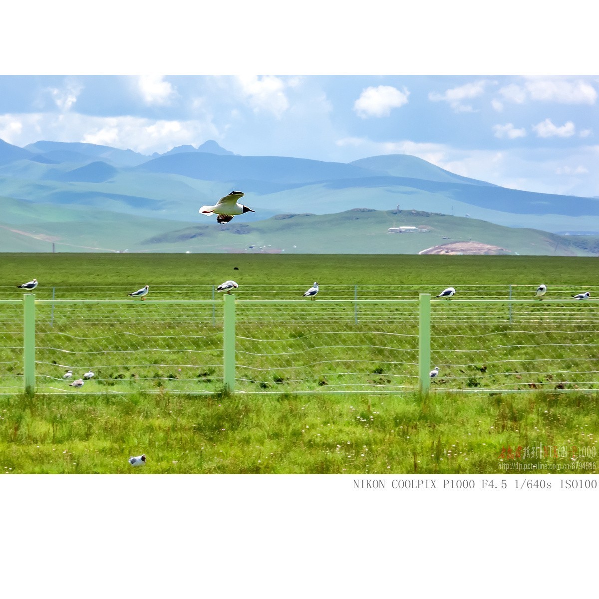 棕头鸥（若尔盖草原）