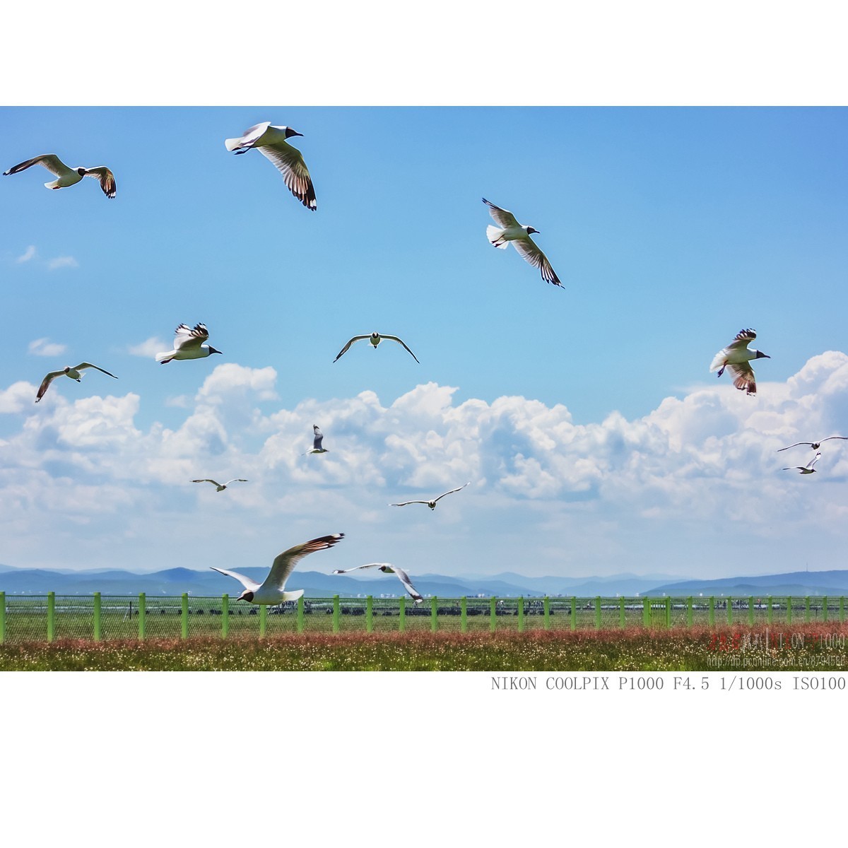 棕头鸥（若尔盖草原）