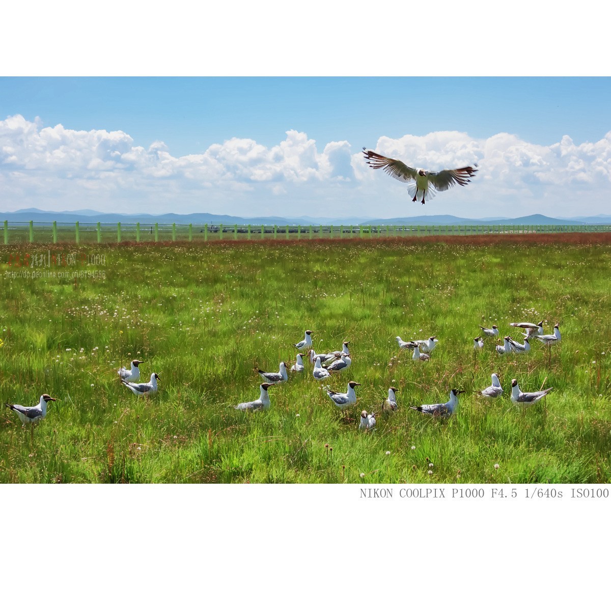 棕头鸥（若尔盖草原）