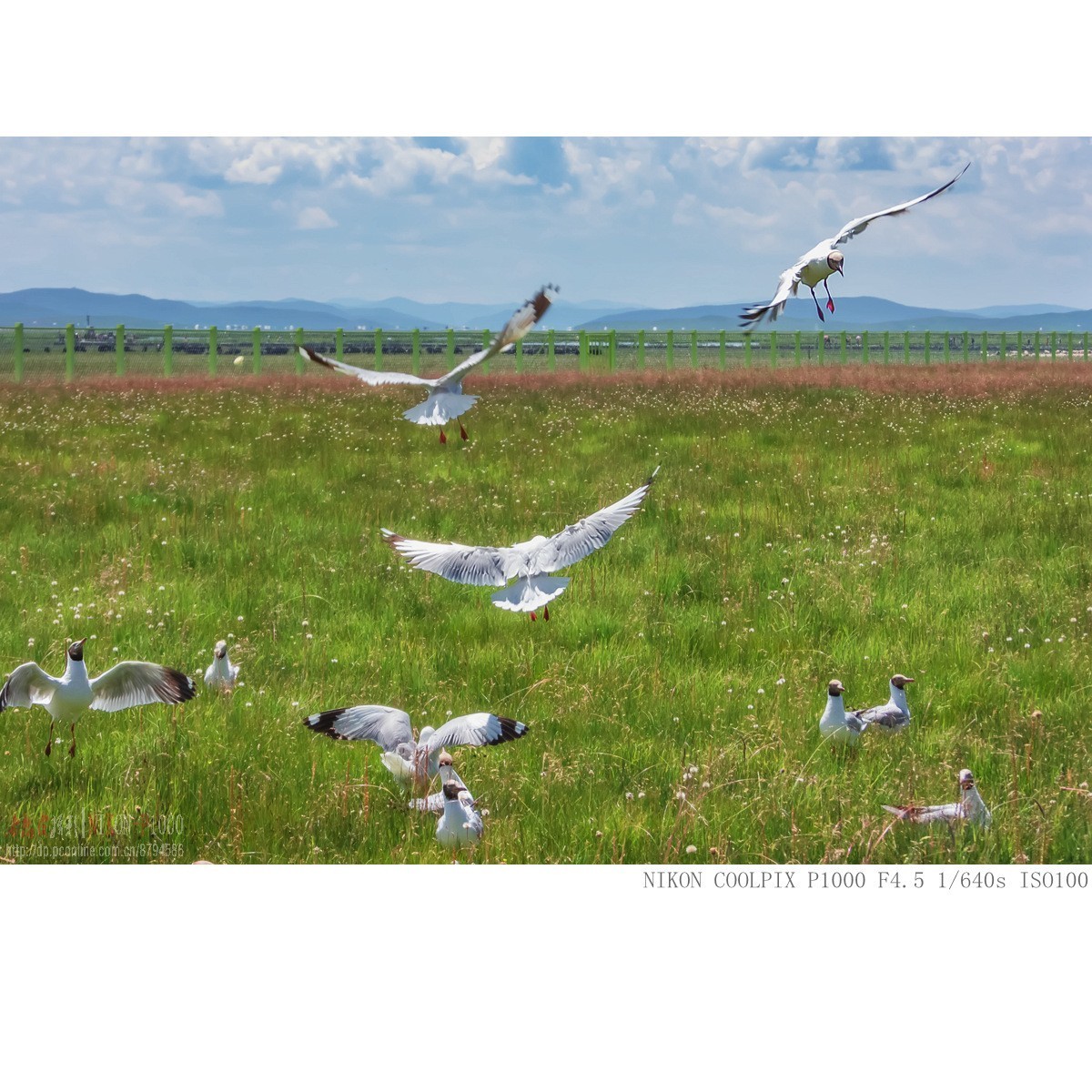 棕头鸥（若尔盖草原）