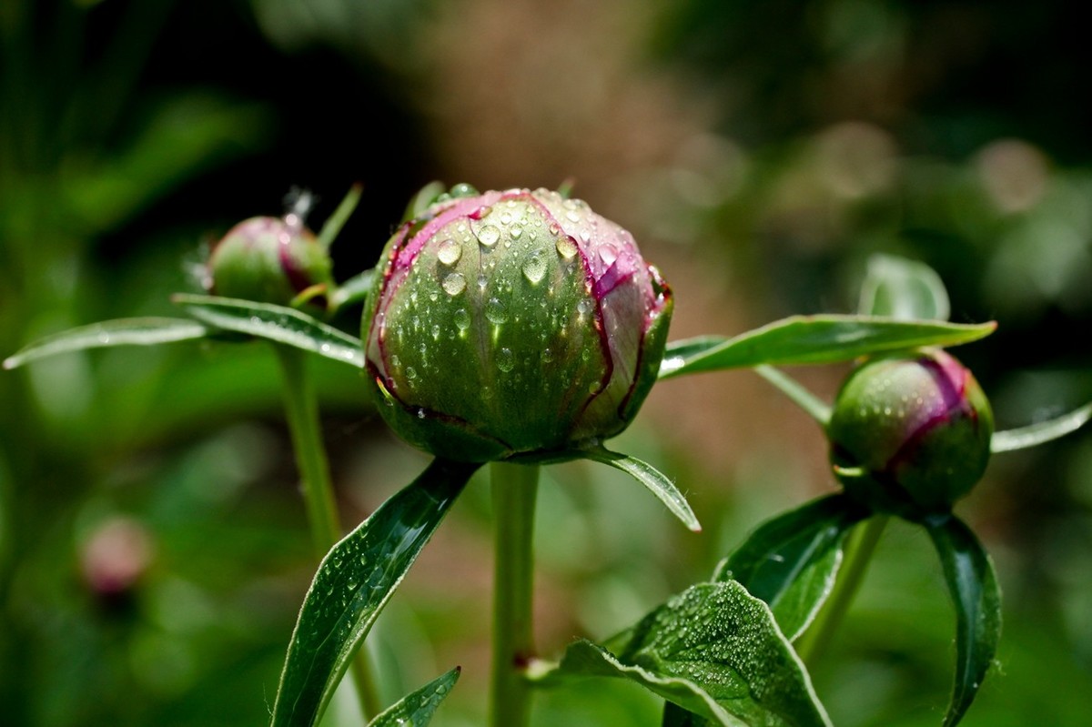 几片花儿——提前预祝天下的劳动者节日快乐。