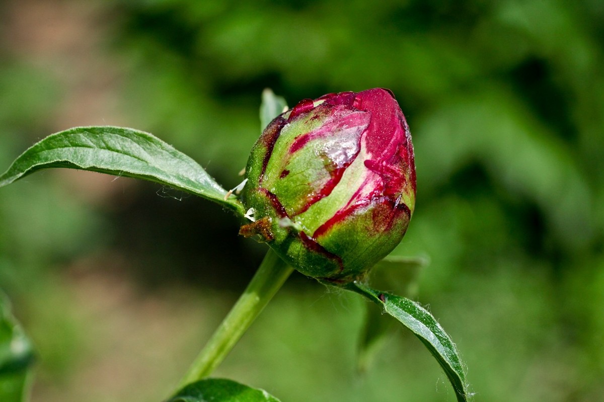 几片花儿——提前预祝天下的劳动者节日快乐。