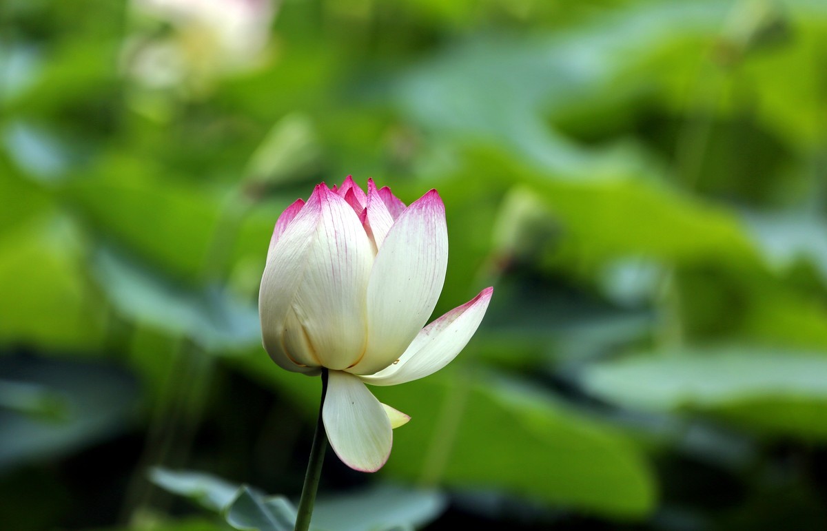 荷叶五寸荷花娇