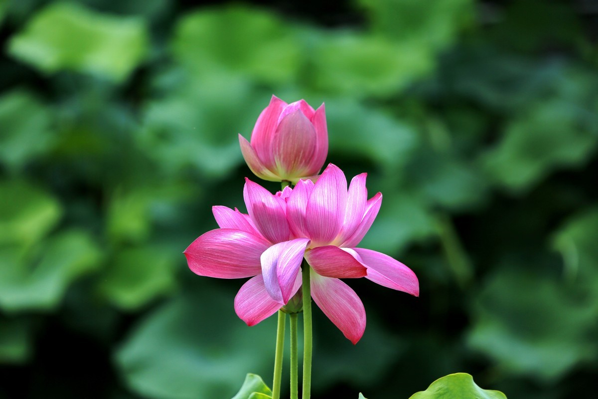 荷叶五寸荷花娇