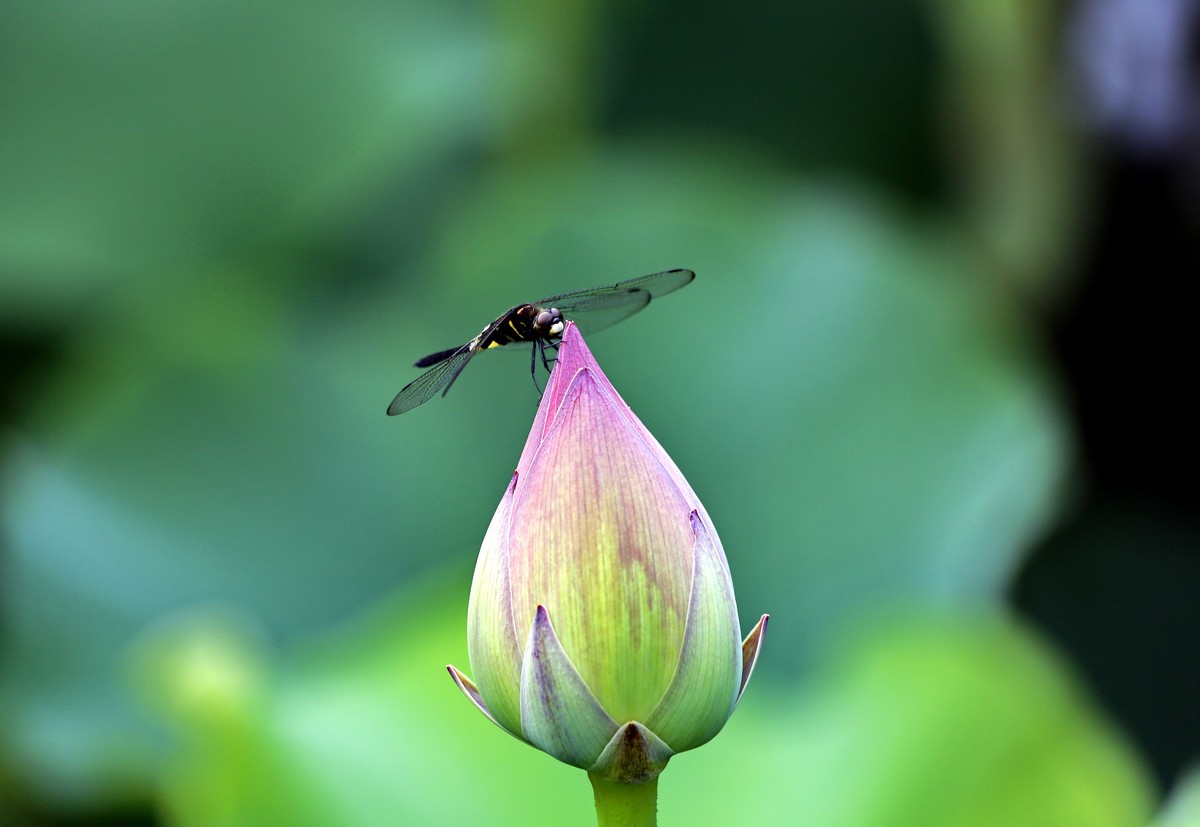 荷叶五寸荷花娇