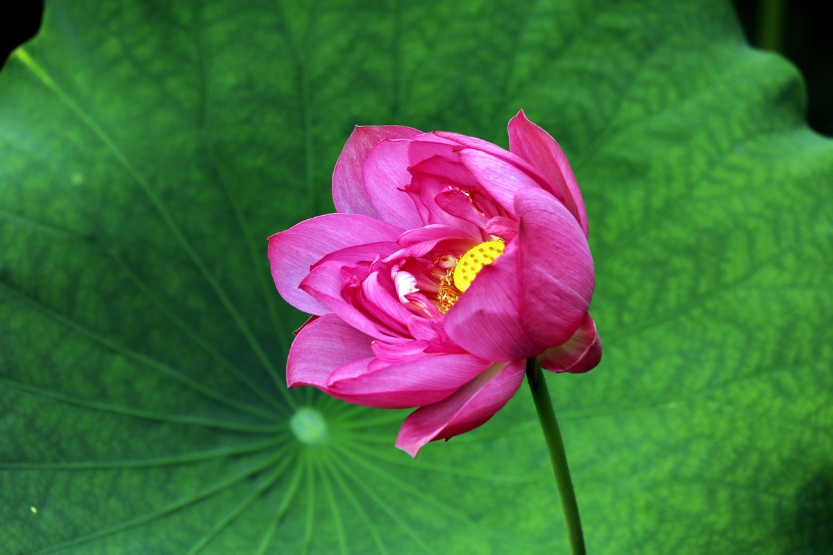 荷叶五寸荷花娇